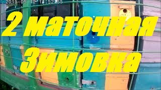 100% зимовка пчелосемей.Зимовка двух маточных пчела семей корпусных ульях на 8 рам. смотреть онлайн