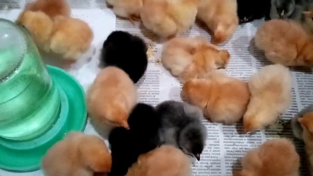 Результат инкубации!!!!! Цыплята разных пород!! смотреть онлайн