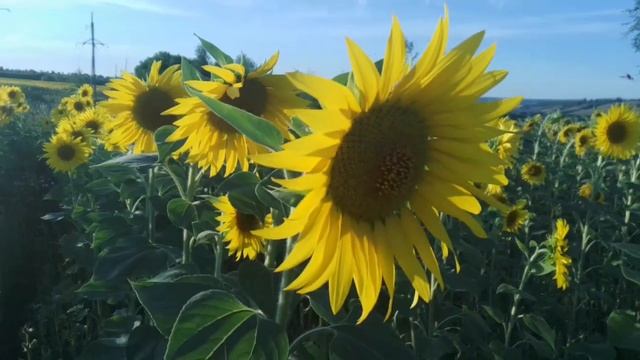 Подсолнухи осколки солнечного дня смотреть онлайн