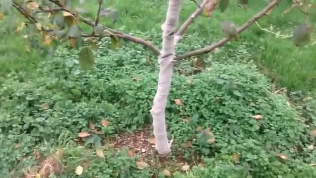 САД. Предзимняя обработка САДА от вредителей и болезней. Подготовка к зиме.mp4 смотреть онлайн