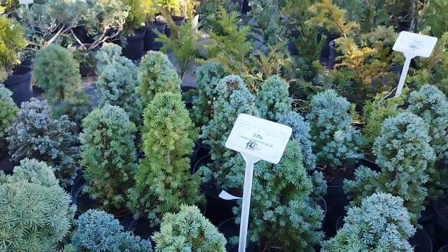 Прогулка по садовому центру 2022 Сакура