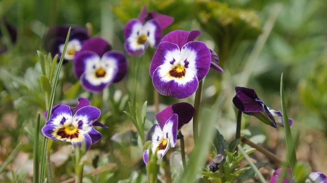 ЦВЕТЫ ДЛЯ КЛУМБЫ смотреть онлайн