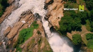 "Дикий инстинкт" анонс Viasat Nature HD