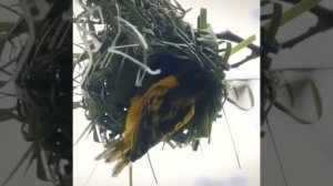 Птица вьет гнездо  Покажите детям