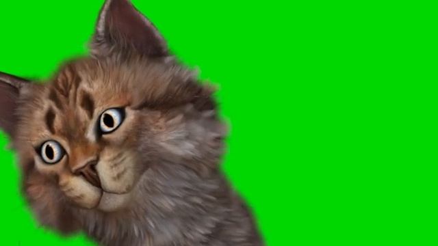 Киска Эмоции футаж Хромокей смотреть онлайн