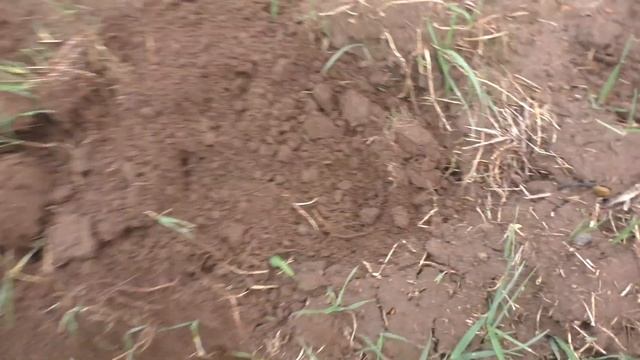 Старина Петра I. И другие сюрпризы в новой деревеньке. Поиски с XTerra 705 смотреть онлайн
