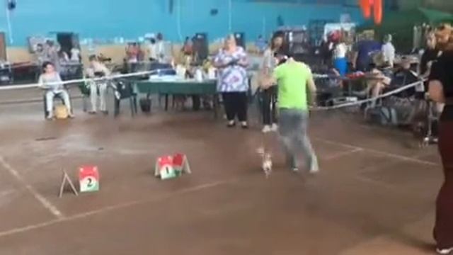 Cacib Minsk 2016 смотреть онлайн