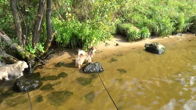 Длинношерстные чихуахуа ловят в речке чудовищ смотреть онлайн