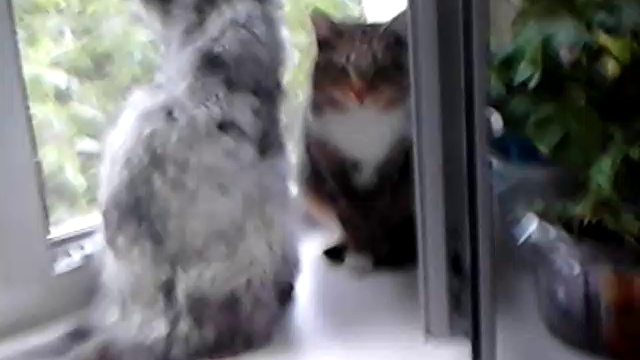 Мои домашние любимцы смотреть онлайн