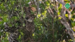 Масаи-Мара. Анонс. Канал Зоо ТВ.