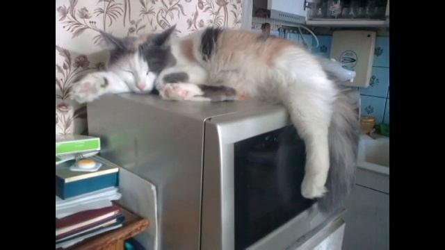 Вафля смотреть онлайн