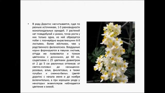 ДОРИТИС смотреть онлайн