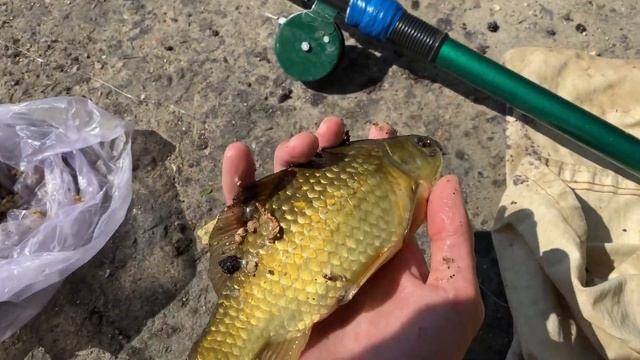 КАРАСЬ В ИЮНЕ/РЫБАЛКА ЗАПОРОЖЬЕ 2022/ГДЕ ЛОВИТЬ? #рыбалка #рыбалка2022 #ловлякарася