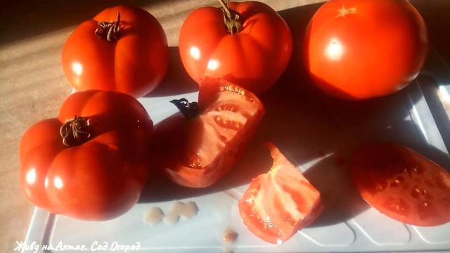 БОЛЬШАЯ МАМОЧКА томат для ленивых от Гавриш. Обзор сорта смотреть онлайн