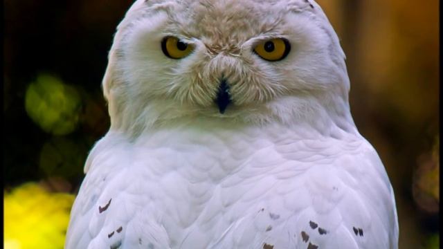 Калининградский ЗООПАРК от Мари смотреть онлайн