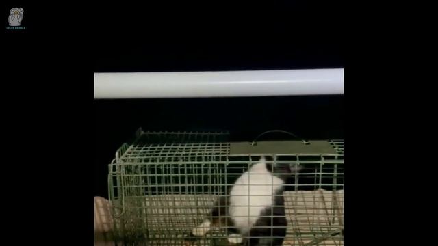 Кот прожил на мосту 6 месяцев в ожидании возвращения хозяина с некротическим хвостом смотреть онлайн