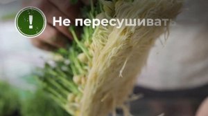 Выбираем субстрат для микрозелени: рекомендации новичкам и профи