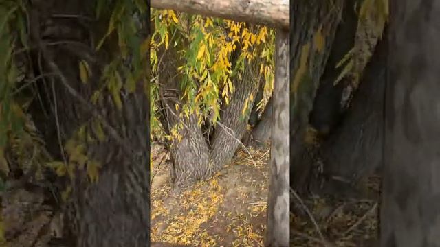 Дом на дереве смотреть онлайн