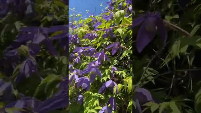 Княжик «Памела Жакман» смотреть онлайн