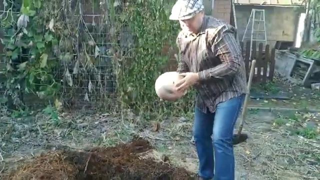 Как испечь тыкву в навозе - 01 смотреть онлайн
