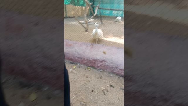 Adventure awaits at the zoo |A trip to Nehru Zoological Park Hyderabad #hyderabad #hyderabadzoopar смотреть онлайн