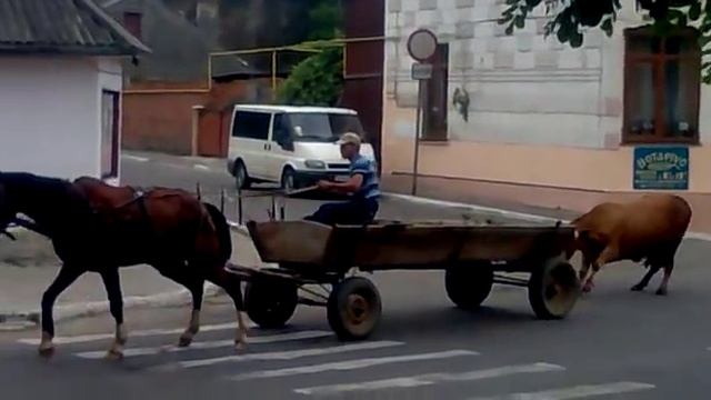 Кто сильнее... корова или конь? ржачка. Who is stronger ... a cow or a horse? laughter смотреть онлайн
