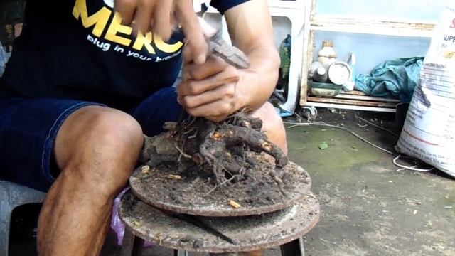 Collect bonsai in the garden , Carmona microphylla tree смотреть онлайн