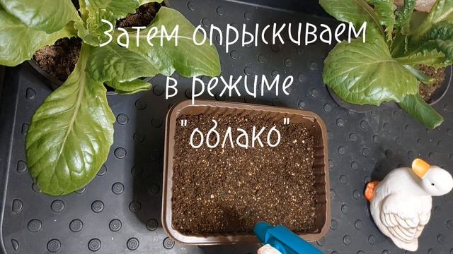 ЗЕМЛЯНИКА ОТ ПОСЕВА ДО ПИКИРОВКИ смотреть онлайн