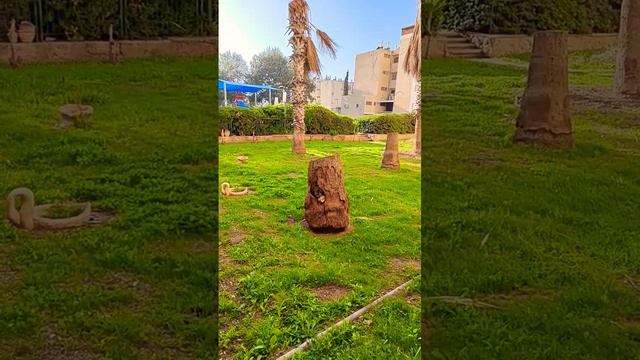 кто кто в дупле живёт?,? смотреть онлайн