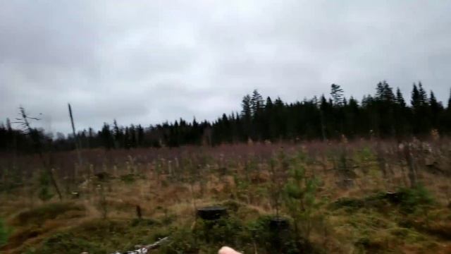 Сбор ягод в Карелии. День 85. смотреть онлайн