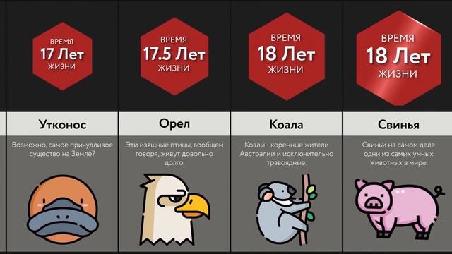 Время Жизни Животных - 2 ЧАСТЬ смотреть онлайн