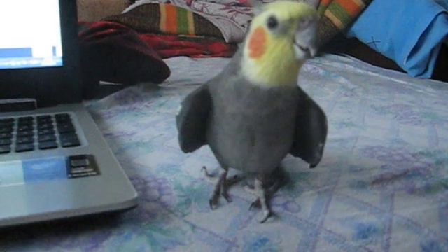Parrot barking смотреть онлайн