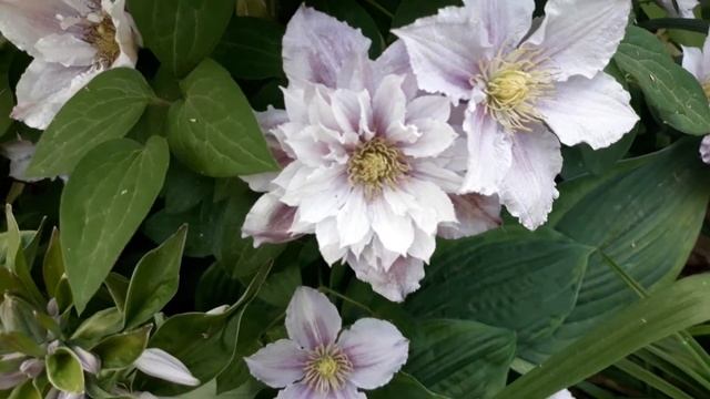 ?Как узнать группу обрезки своих клематисов❓ смотреть онлайн