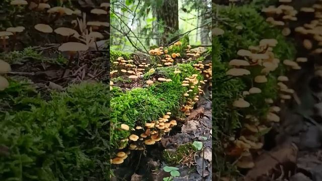 Вот так выглядят ложные опята смотреть онлайн