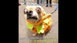 ПРИКОЛЫ! Я ГЛАЗАМИ КОТА   МЕМЫ!!! Смешные видео – Доми шоу!