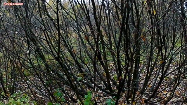 Коп МОНЕТ с МЕТАЛЛОИСКАТЕЛЕМ на ПОЛЕ. смотреть онлайн