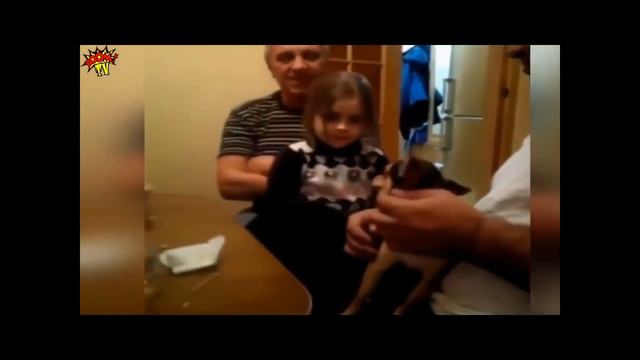 Детёныши чихуа хуа смотреть онлайн