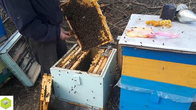 carnica Австрийская (ACA) смотреть онлайн