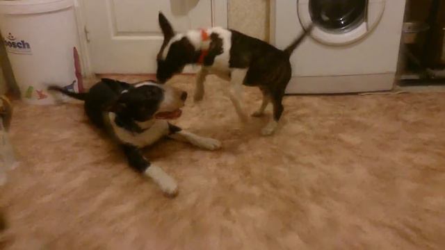 Копия видео Бультерьер. Ева 3.5 мес и Лекс 5 мес. смотреть онлайн