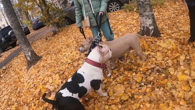 Встреча двух амстаффов, что будет? смотреть онлайн