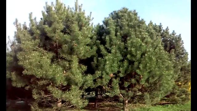 Прогулка по парку Феофания смотреть онлайн