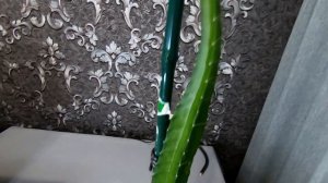 Обзор -1 год спустя. Питахайя (Драконий фрукт). Выращивание экзотического фрукта в домашних условия