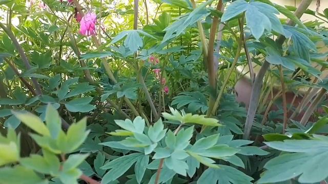 Всем сорнякам Торнадо!!! смотреть онлайн