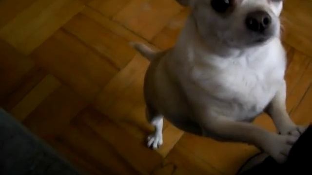 ОООчень голодная собака! смотреть онлайн