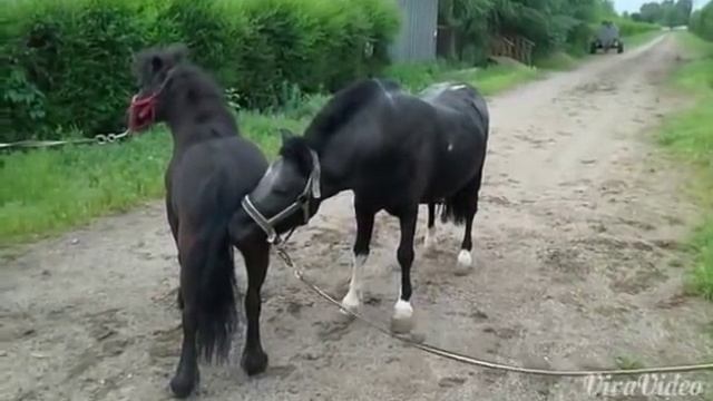 Пони лошадь смотреть онлайн