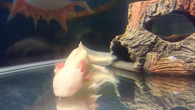 My Albino Axolotl