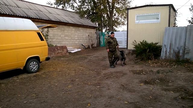 дрессировка кавказская овчарка Алан 4мес кавказец смотреть онлайн