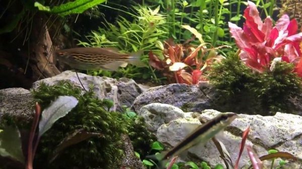 Leopard danio carrying food around
