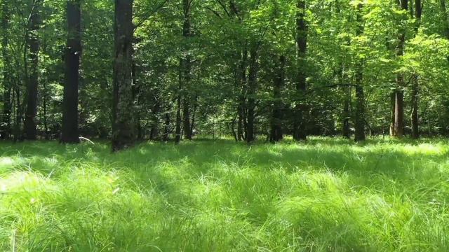 Forest Footage | Stock Videos | Free Royalty  No Copyright Videos