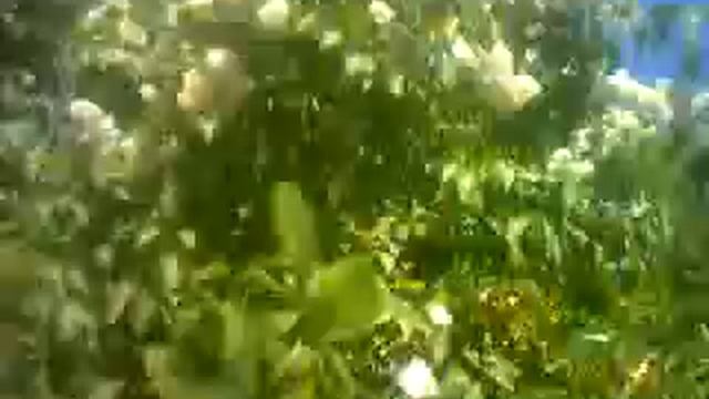 ВОТ ТАК ЦВЕТЁТ ЖЁЛТАЯ АКАЦИЯ,ОЧЕНЬ КРАСИВОЕ РАСТЕНИЕ смотреть онлайн